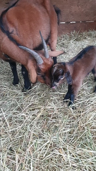 Animal de la ferme disponible à l'adoption