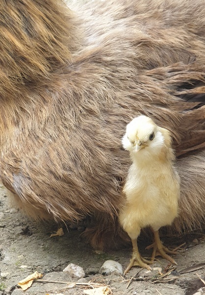 Animal de la ferme disponible à l'adoption