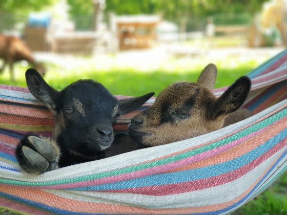 Animal de la ferme disponible à l'adoption