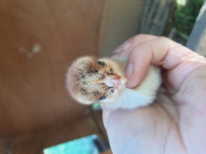 Animal de la ferme disponible à l'adoption